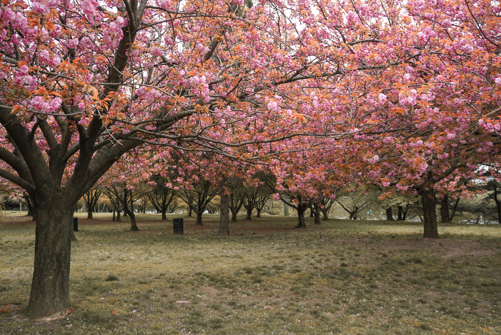 14 STUNNING Places to See Cherry Blossoms in NYC - Your Brooklyn Guide