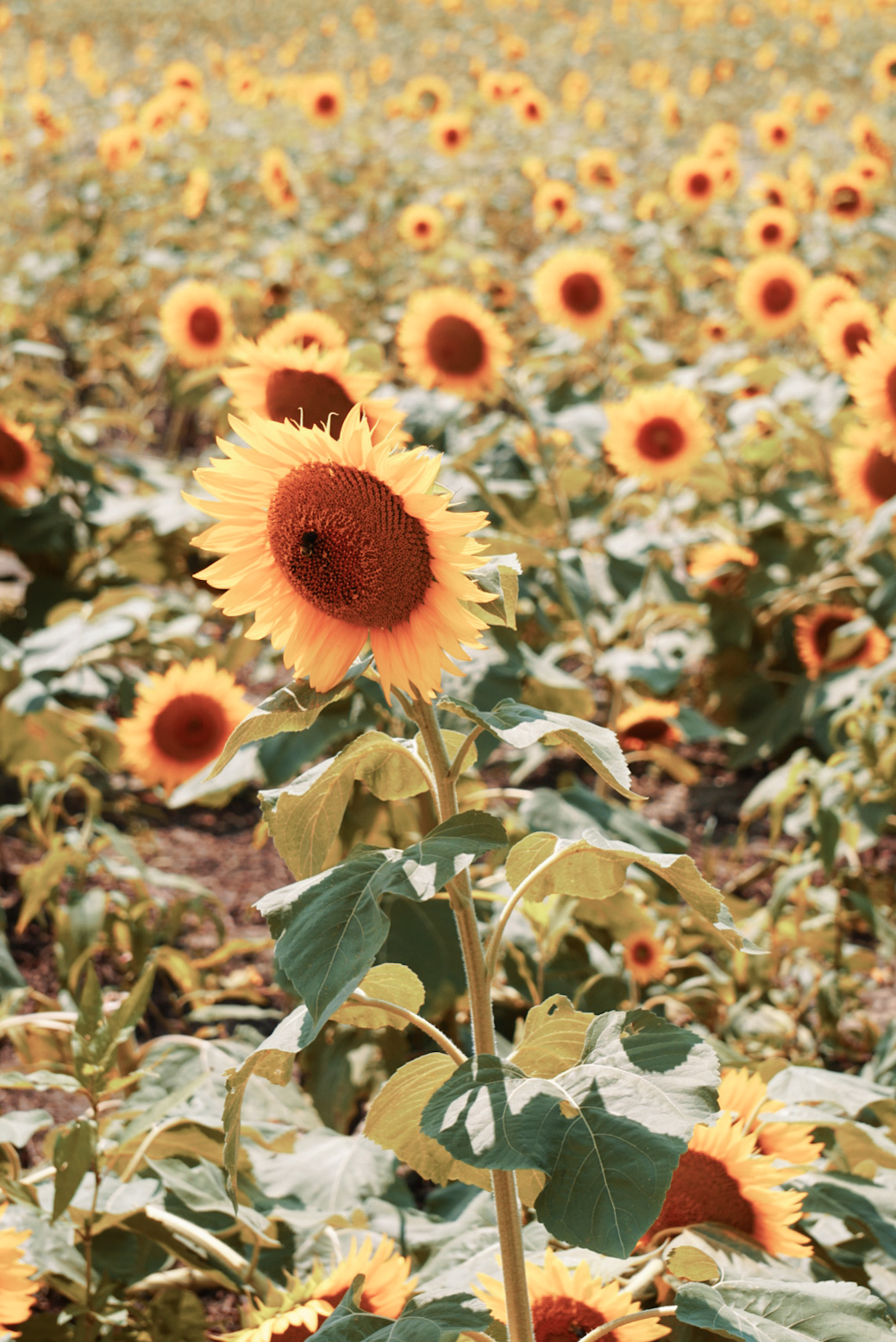 The Best Sunflower Fields Near New York City - My Bucketlist Journeys